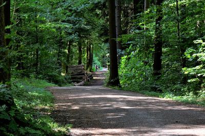 Footpath amidst trees in forest