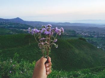 Cropped hand of person holding purple flowers against mountain