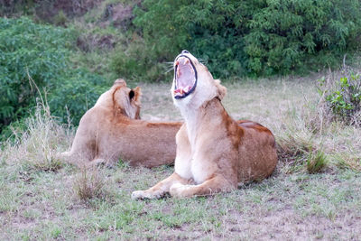 Lioness yawns after a nap in the maasai mara, kenya