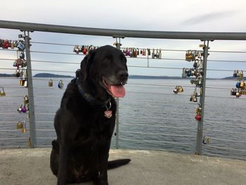 Close-up of dog sitting on riverbank against sky