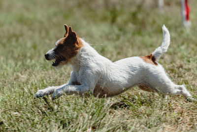 Dog running in green field and chasing lure at full speed on coursing competition