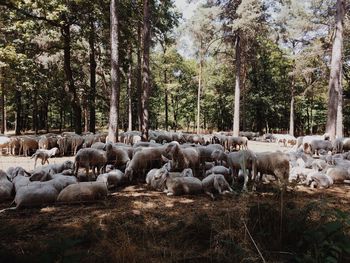 Flock of sheep on landscape against sky