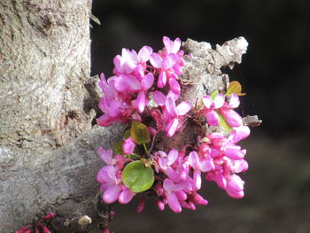 Close-up of pink cherry blossoms