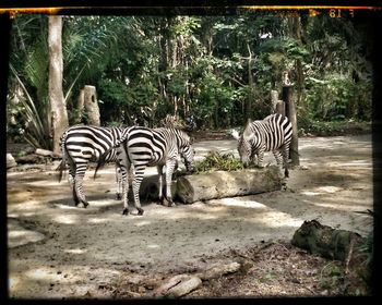 Zebra standing by tree