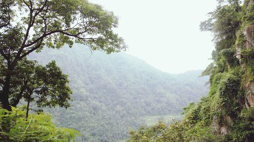 Trees in forest against clear sky