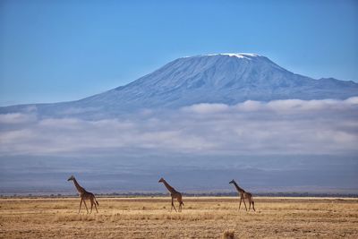 Jiraffas and the kilimanjaro 