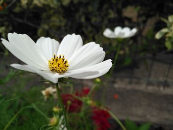 Close-up of white flower blooming outdoors