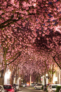 Pink flowers on road in city