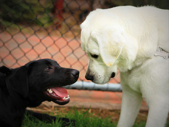 Close-up of dog looking away