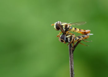 Close-up of insect on plant
