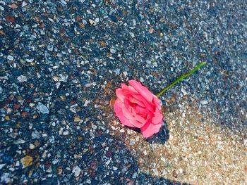 High angle view of rose flower on street