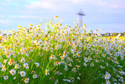 Close-up of flowering plants on field against sky