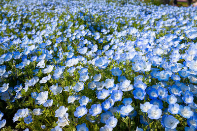 Close-up of blue flowering plant on field