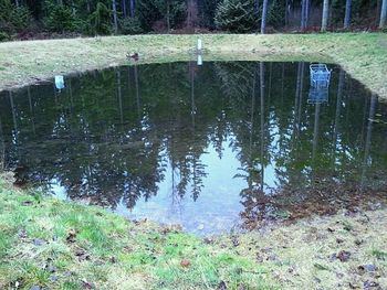 Reflection of trees in water