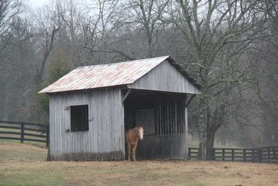 Horse standing in barn during winter