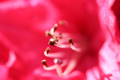 Close-up of pink flower