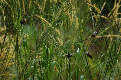 View of bird perching on grass