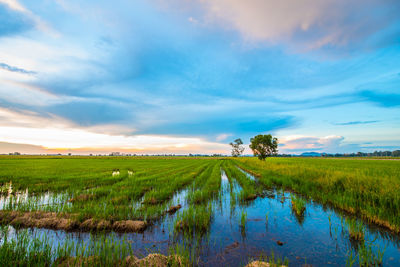 Scenic view of field against sky