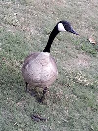 High angle view of bird