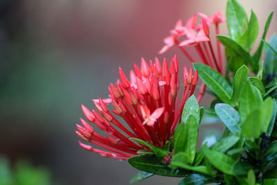 Close-up of pink flowering plant