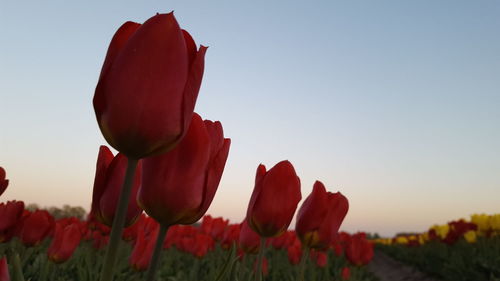 Close-up of red tulips on field against clear sky