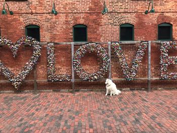 Dog sitting on brick wall of building