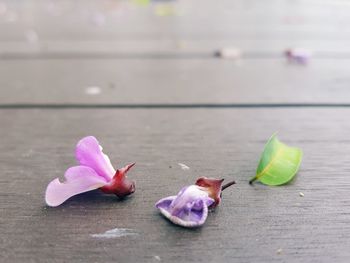 Close-up of pink leaves on table