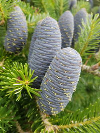 Close-up of succulent plant on field