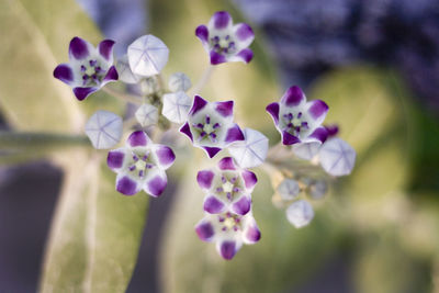 Close-up of purple flowering plant