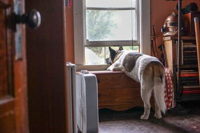 Dog looking through window at home
