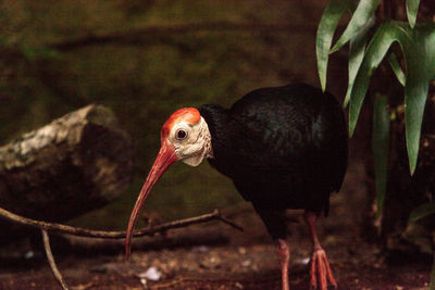 Close-up of bird perching on red outdoors