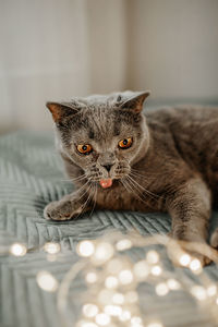 Close-up portrait of cat