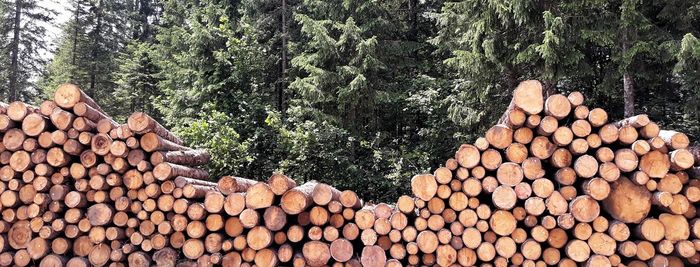 Stack of logs in forest