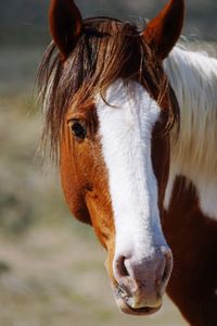 Close-up portrait of horse