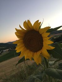 Close-up of sunflower blooming on field against sky