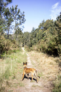 Belgian malinois puppy in the field