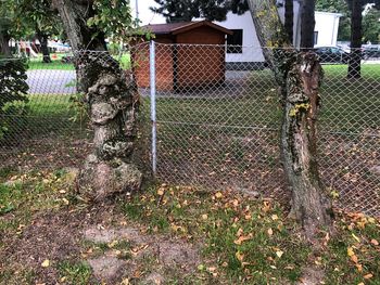 Plants growing by fence against building