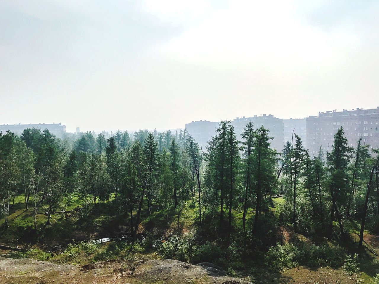 tree, plant, beauty in nature, sky, tranquil scene, tranquility, scenics - nature, non-urban scene, day, nature, land, growth, landscape, no people, forest, environment, green color, mountain, sunlight, idyllic, outdoors, woodland, coniferous tree