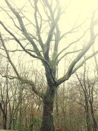 Low angle view of bare trees