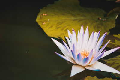 Close-up of water lily in lake