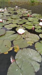 Water lily pads in lake