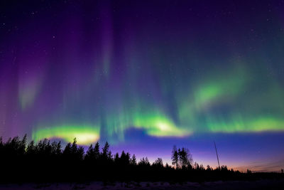 Silhouette trees against sky at night during winter