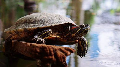 Close-up of a turtle in the water