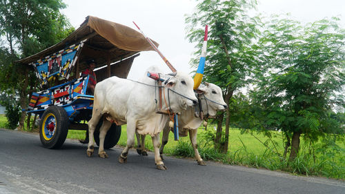 Horse cart on street