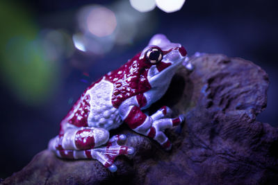 Close-up of crab on rock