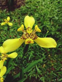 yellow