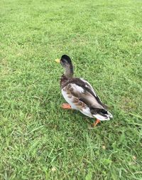 High angle view of duck on land