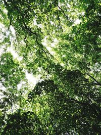 Low angle view of trees in forest