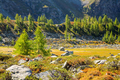 Pine trees in forest during autumn