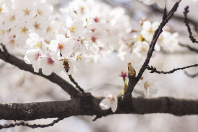 Close-up of cherry blossoms in spring
